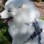 UP DOG Magnetic Dog Harness – photo 7