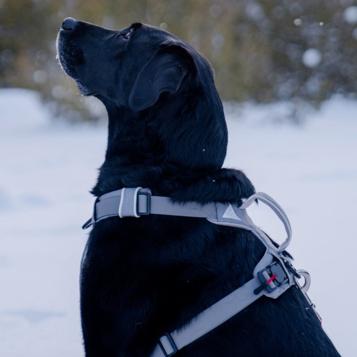 UP DOG Magnetic Dog Harness with Handle