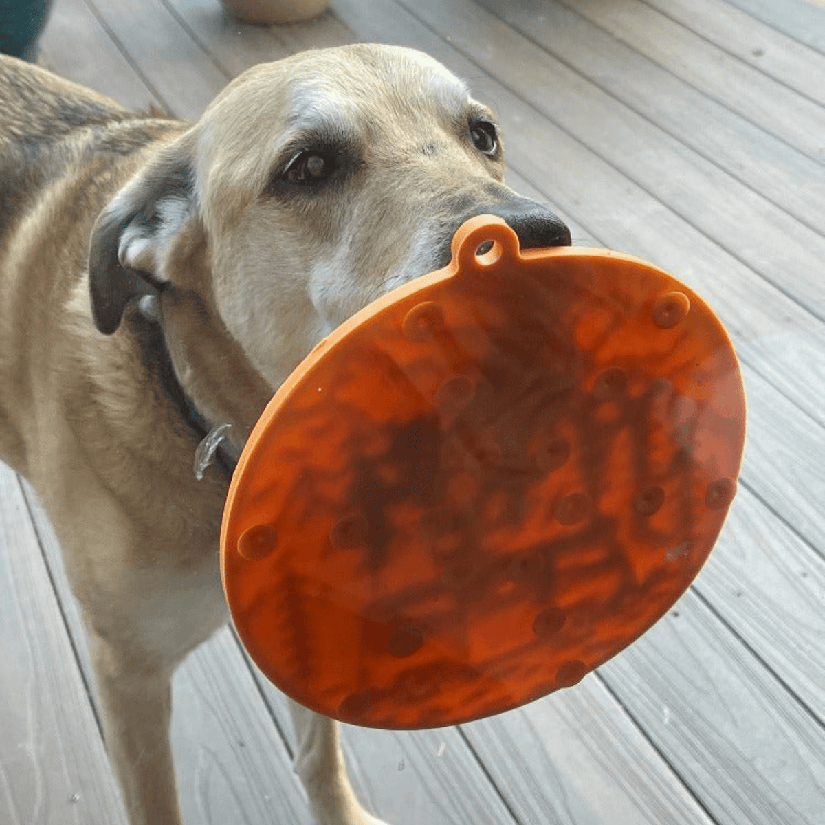 Suction Cup Lick Mat for Dogs – Orange Camp, suction cups view