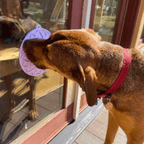 Suction Cup Lick Mat for Dogs – Purple Lotus, dog licking the mat