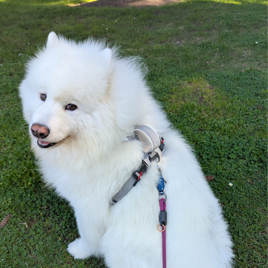 UP DOG Magnetic Dog Harness – photo 15