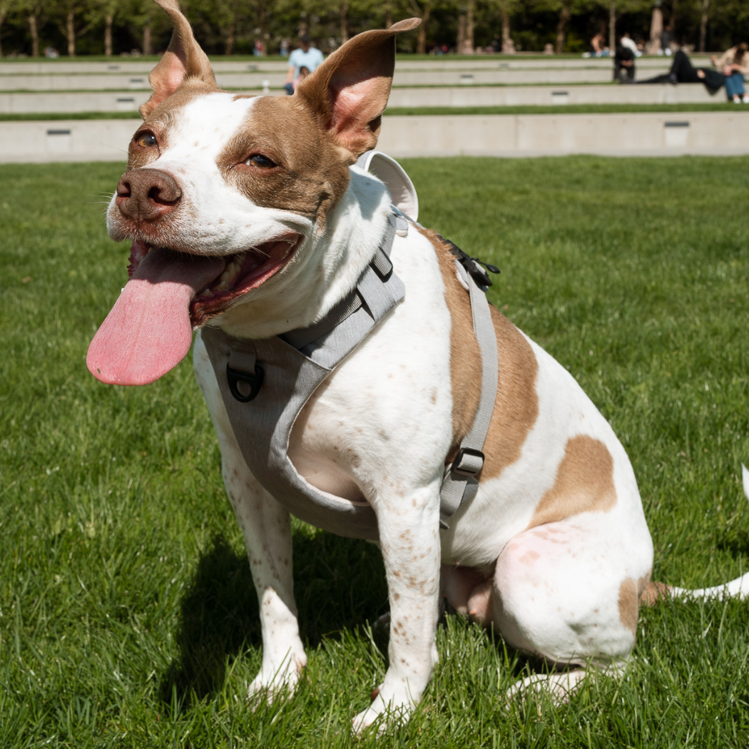 UP DOG Magnetic Dog Harness – photo 11
