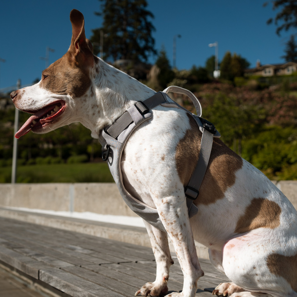 UP DOG Magnetic Dog Harness – photo 12