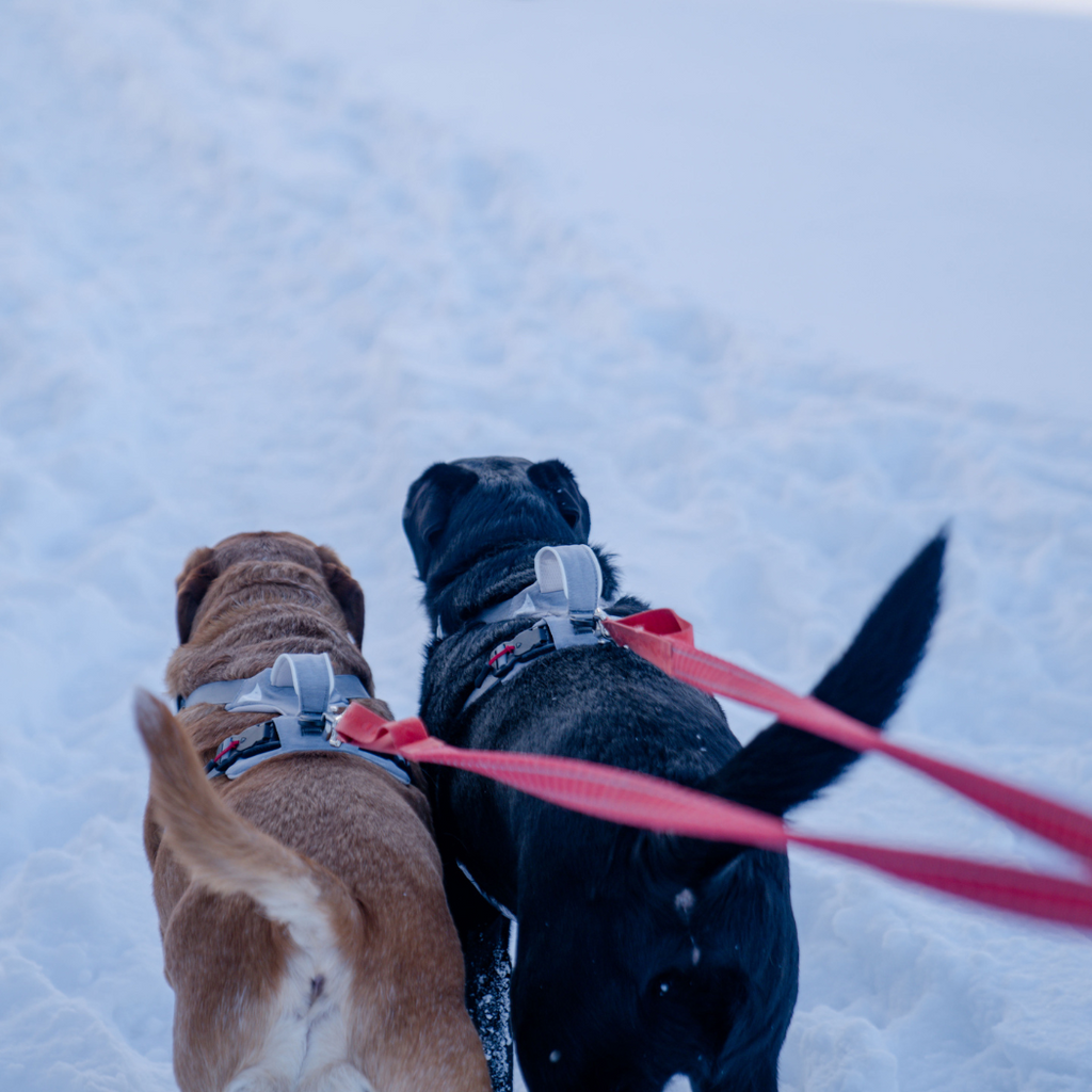UP DOG Magnetic Dog Harness – photo 13