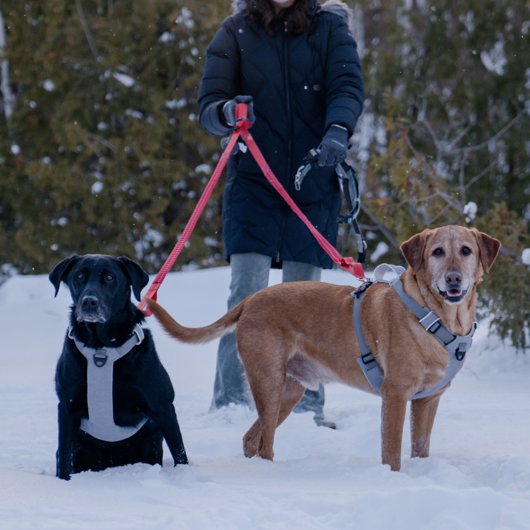 UP DOG Magnetic Dog Harness – photo 14