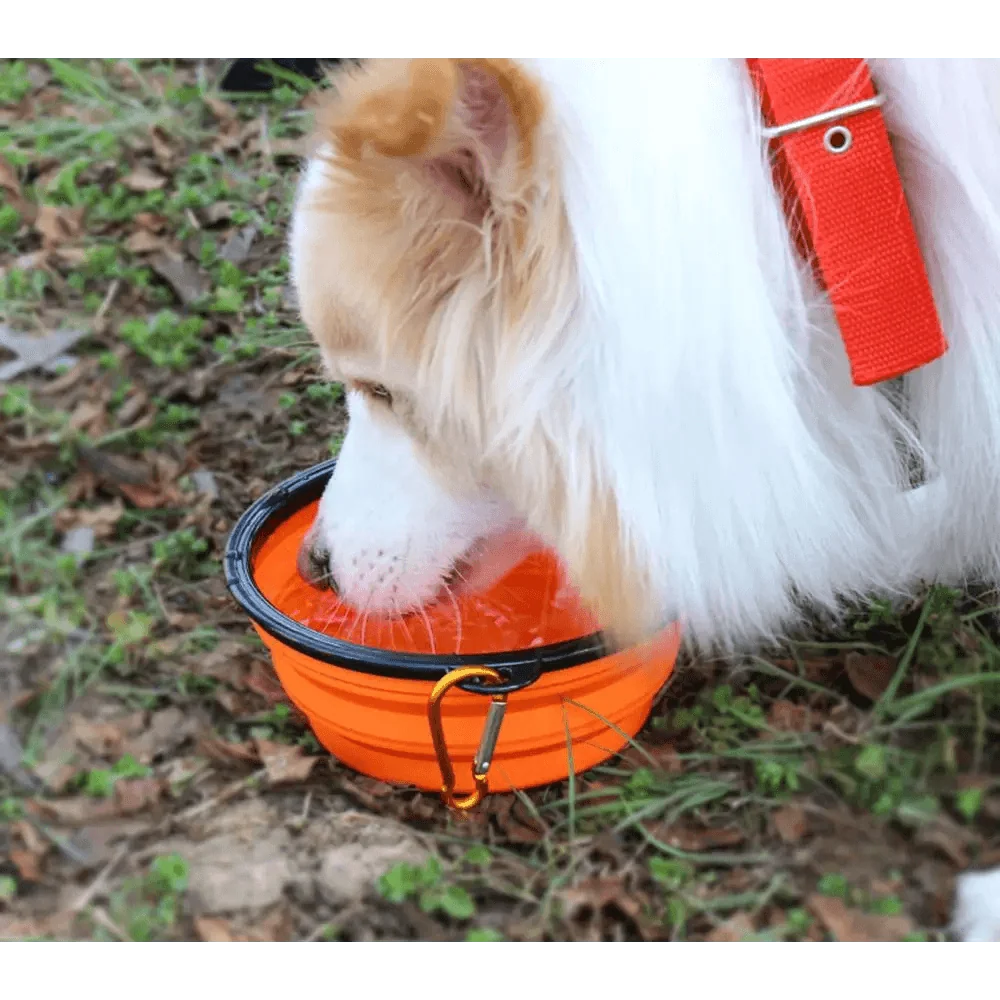 Collapsible Silicone Travel Bowl for Dogs and Cats – photo 2